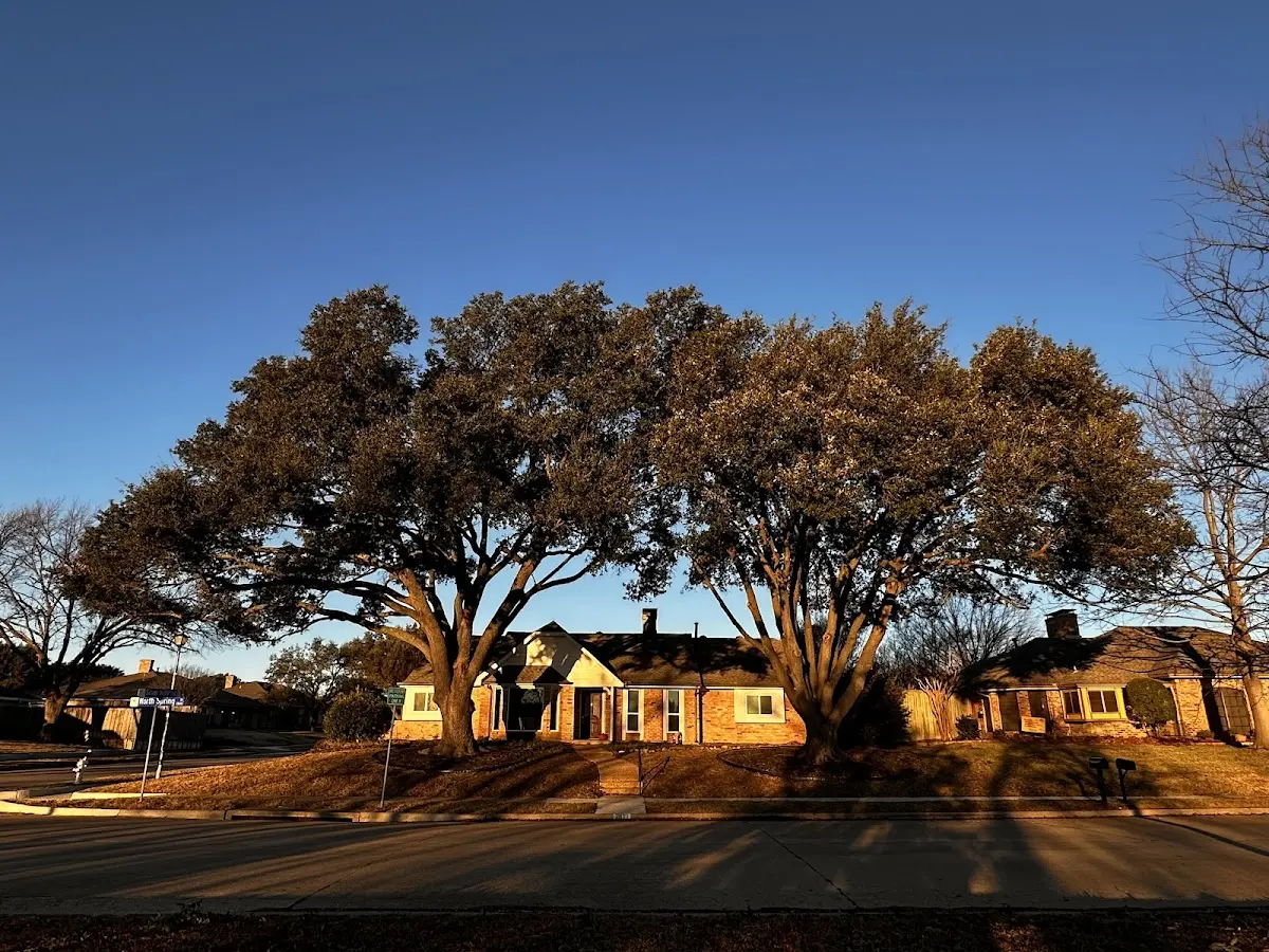 Established residential canopy tree shading a home in Topawa